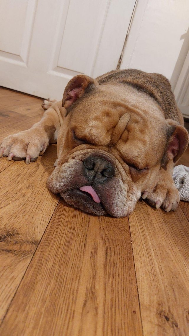 Preview of the first image of 4 year old male bulldog.