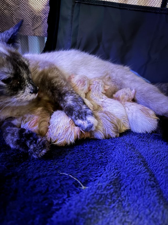 Preview of the first image of Siamese flame point kittens.