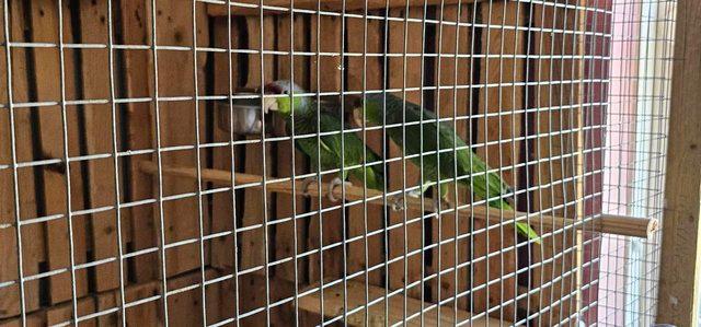 Image 3 of Male & Female Lilac Crowned Amazon Parrots For Sale