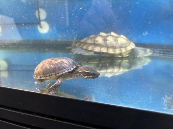 Image 8 of 2 x map turtles and 1 x musk turtle with full setup for sale