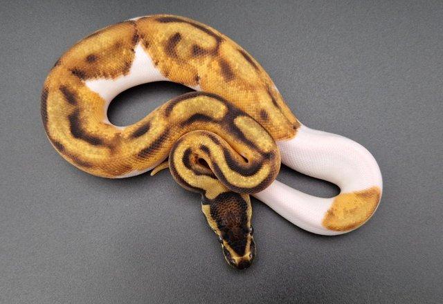 Preview of the first image of Enchi Pied Het Lavender Albino Female Ball Python 230706.
