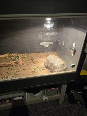 Image 4 of 7 year old tortoise (red foot ) and vivarium with lighting
