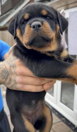 Image 9 of KC registered Chunky Rottweiler Puppies