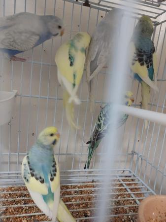 Image 3 of Gorgeous baby budgies for sale