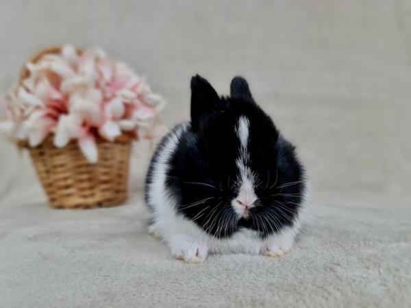 Image 15 of Netherland Dwarf Bunnies for Sale!