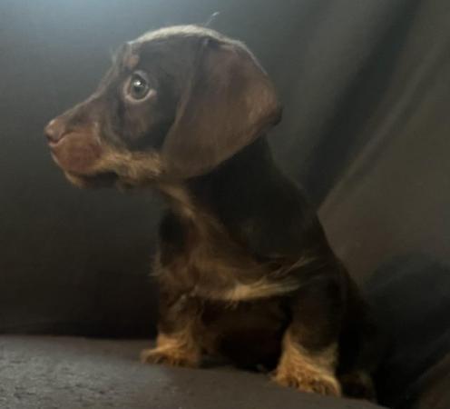 Image 5 of Beautiful miniature Wirehair dachshunds