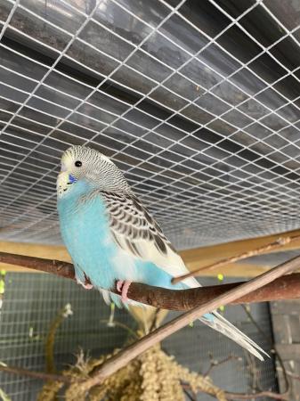 Image 7 of BEAUTIFUL BABY BUDGIES FOR SALE