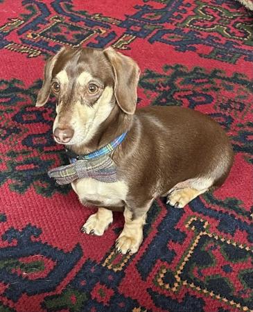 Image 2 of One year old miniature dachshund boy