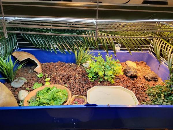Image 3 of 2 Young Redfoot Tortoise's With Enclosure