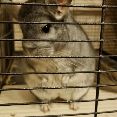 Image 1 of Chinchillas 2 bonded males Violet and Standard Grey