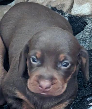 Image 10 of Dachshund Puppies available males and females