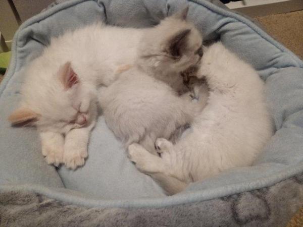Image 5 of SOLD Pedigree Ragdoll kittens for sale £650 each