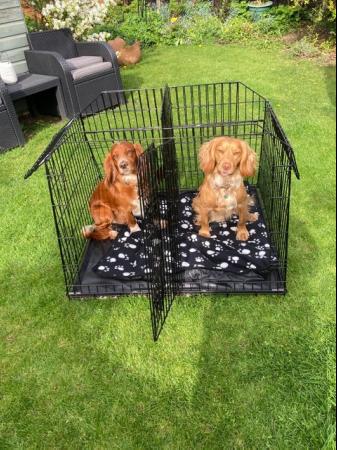 Image 1 of Dog cage for car  Pet World double/single for car