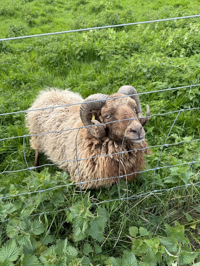Preview of the first image of Handsome Ouessant Ram For Sale.