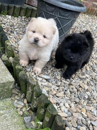 Image 2 of Kc reg chow chow puppies