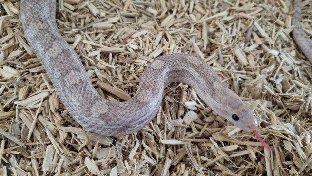 Image 3 of Adult corn snakes (3 available)