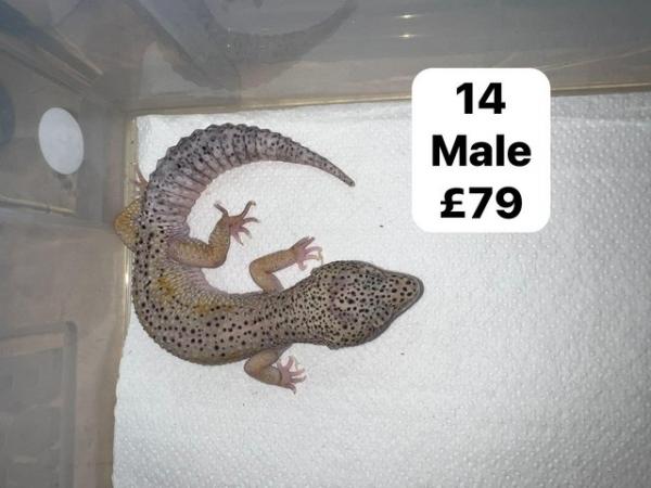 Image 4 of Reduced - leopard geckos for sale