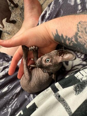 Image 6 of 2 sphynx kittens ready now for loving homes