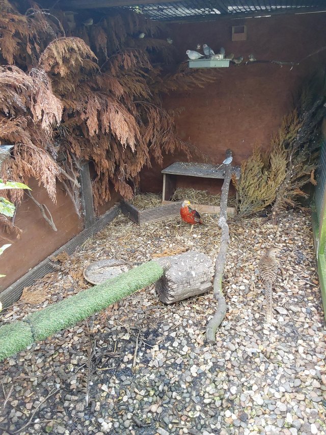 Preview of the first image of Breeding pair of golden pheasants and 6 chick's.