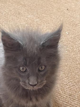 Image 5 of 10 week old Full Maine Coon Kitten