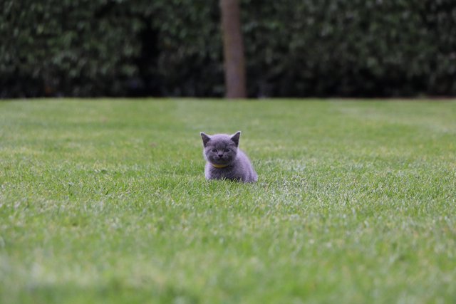 Image 4 of British Blue Kittens for sale