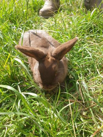 Image 4 of Beautiful female  baby rabbit
