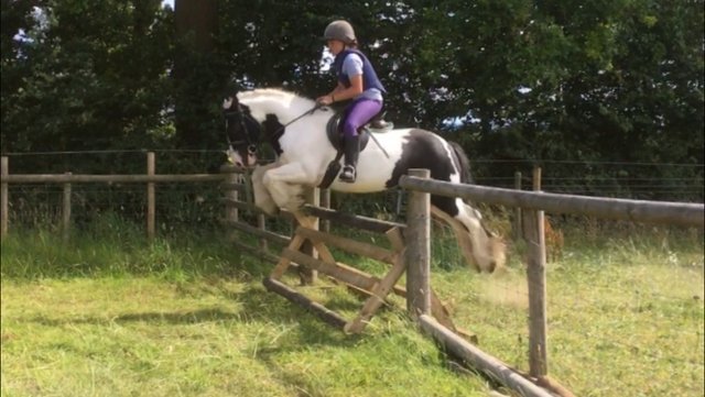 Image 7 of two year old gelding to make 14.2hh
