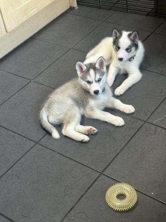 Image 7 of Amazing Siberian Husky Puppies( rear colours) pure breed