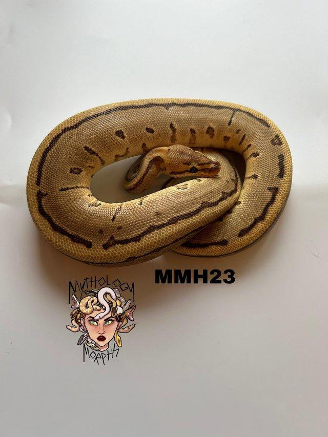 Preview of the first image of Various Ball Pythons For Sale ASAP.