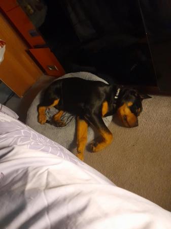 Image 1 of 14 month old microchipped Rottweiler for sale