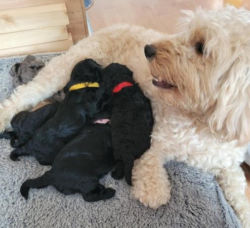 Image 1 of Only 2 left! Beautiful F1b Cockapoo puppies for sale