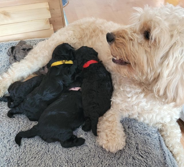 Preview of the first image of Only 2 left! Beautiful F1b Cockapoo puppies for sale.