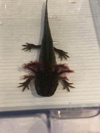 Image 8 of Axolotls looking for their forever home
