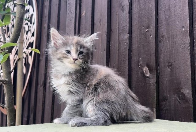 Image 8 of GCCF XL MAINE COON KITTENS SILVER/SMOKE