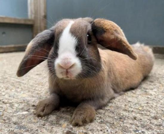 Image 3 of Two bonded rabbits dwarf lop and mini lop