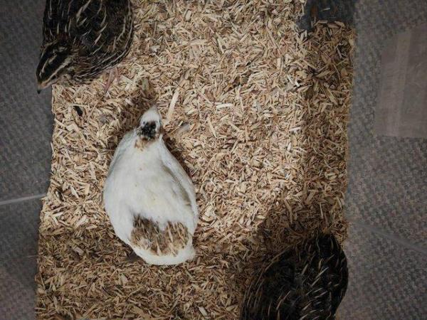 Image 2 of Point of lay hens coturnix quail