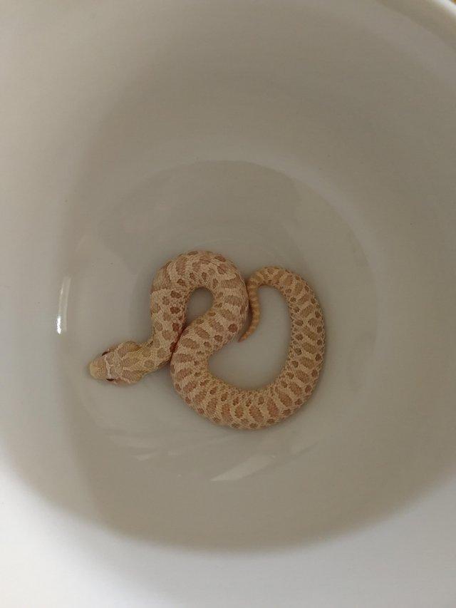 Preview of the first image of Snow Hognose Female Albino Axanthic..