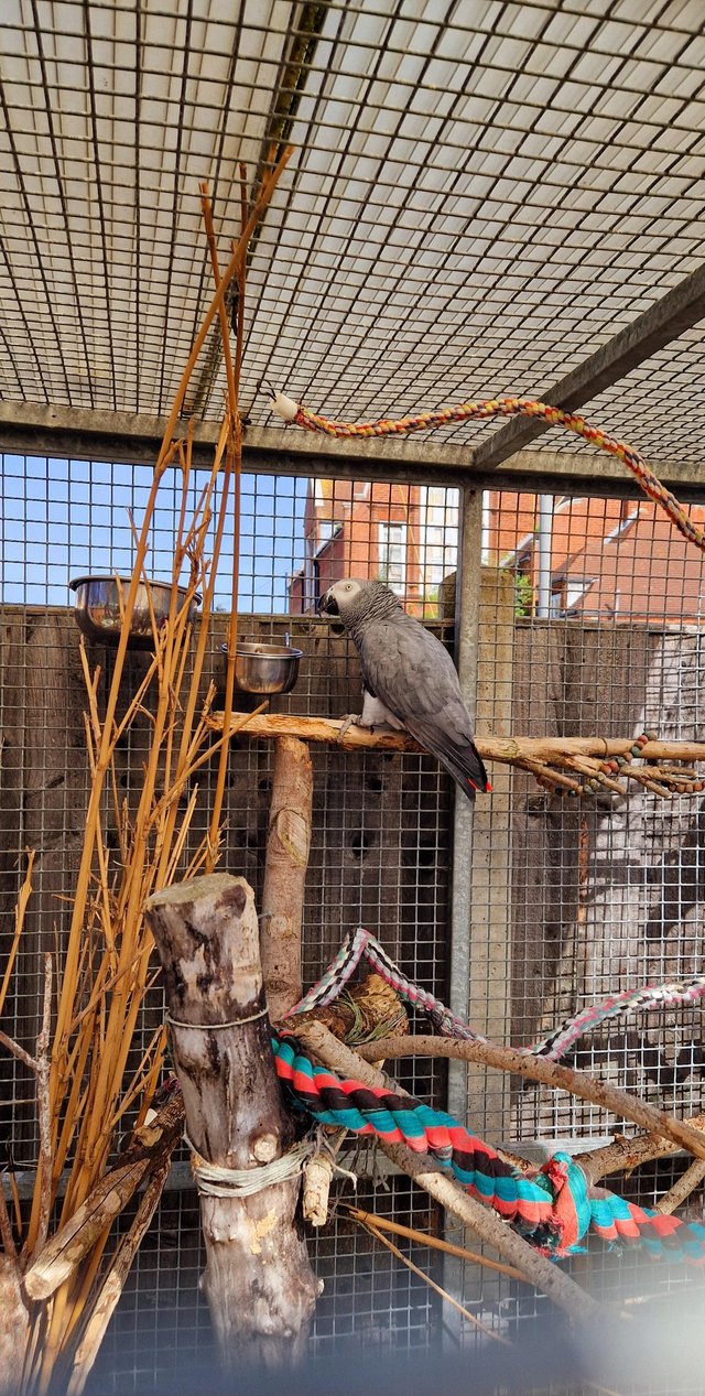 Preview of the first image of Timneh African grey WANTED for loving home..