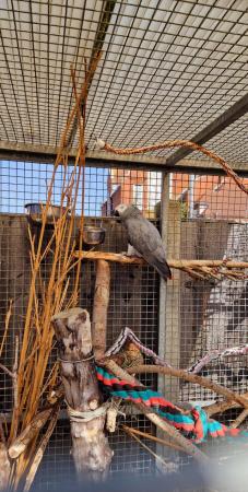 Image 1 of Timneh African grey WANTED for loving home.