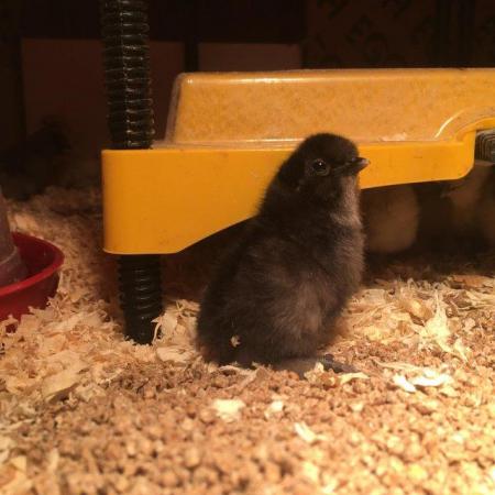 Image 1 of Unsexed day-old silkie, pekin & sablepoot chicks