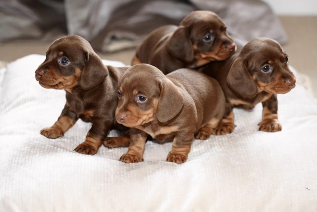 Image 10 of 5 Star KC Reg Chocolate Miniature Dachshund Puppies