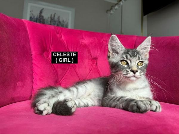 Image 11 of MAINECOON KITTENS - SUPREME CHAMPION BLOODLINE