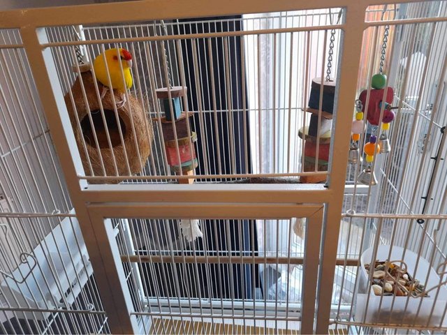 Preview of the first image of 1 year old parakeet for sale with cage.