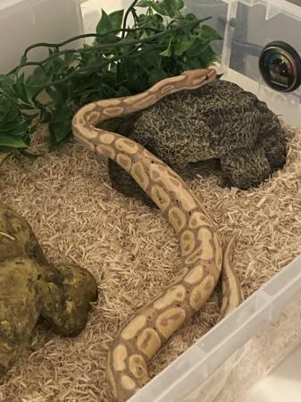 Image 4 of 2 year old royal banana python