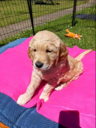 Image 6 of Golden Retriever Puppy reduced last girlMessage for detail