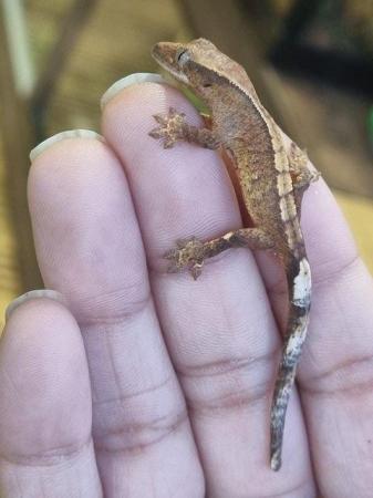 Image 15 of Beautiful Crested Geckos!!! (ONLY 1 LEFT)