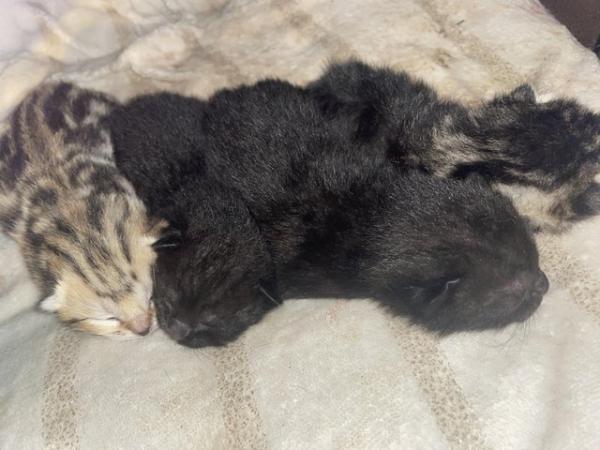 Image 1 of 11 week old black kittens. MUST take both.