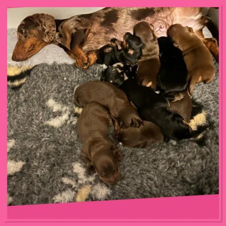 Image 7 of Outstanding miniature dachshund puppies