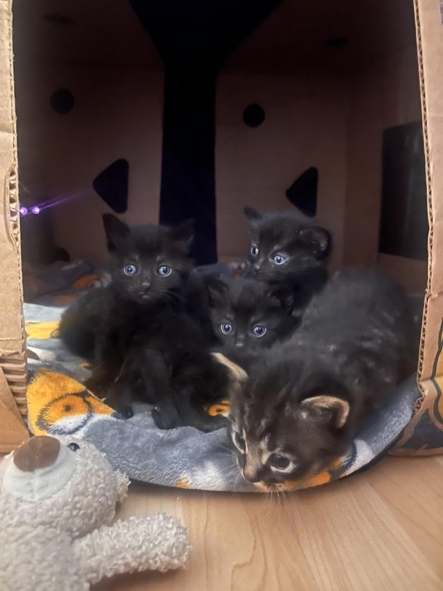 Preview of the first image of 3 kittens for sale in wigan.