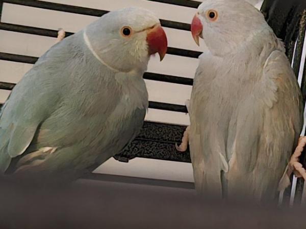 Image 2 of Blue ringneck parrots paired by dna sexting